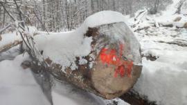 Lønn Sag-rundtømmer |  Hardtre | Rundtømmer | Gazdovské lesy-Vyšná Rybnica poz. spol.