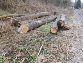 Eik Sag-rundtømmer |  Hardtre | Rundtømmer | Bartoš Gašpar - Biofire